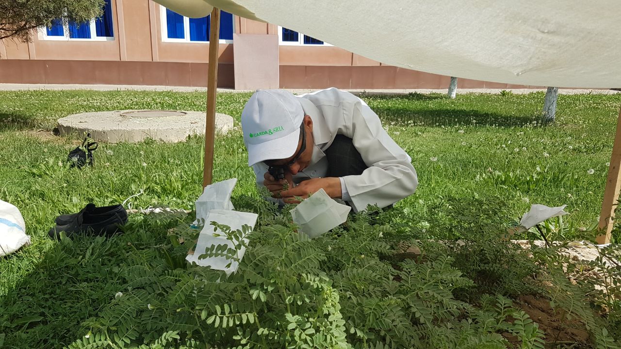 Dukkakli don ekinlari genetikasi va seleksiyasi laboratoriyasi