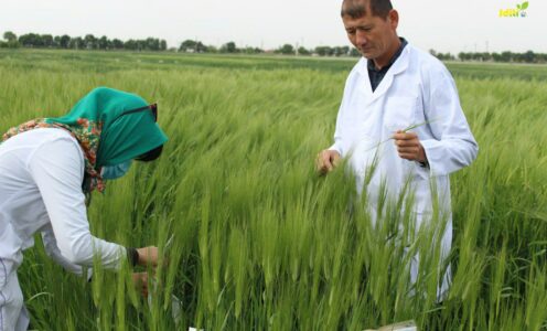 Boshoqli don ekinlari genetikasi va seleksiyasi laboratoriyasi