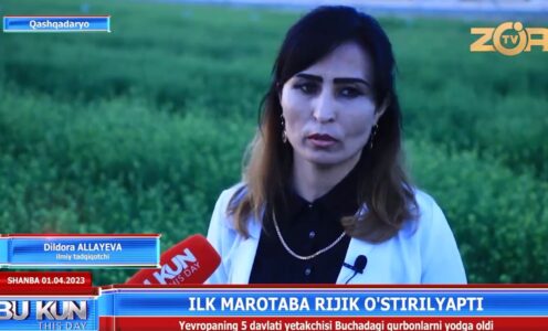 ILK MAROTABA RIJIK O`SIMLIGI YETISHTIRILISHI