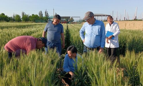 Yumshoq bug‘doyning sariq zang kasalligiga chidamli mahalliy navi