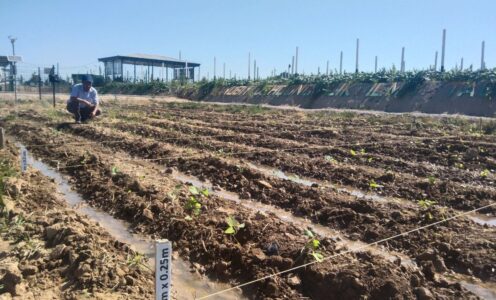 Sweet potato varieties brought from the International Potato Center were planted in the experimental field of the JDITI Laboratory of Soil Science and Agrochemistry
