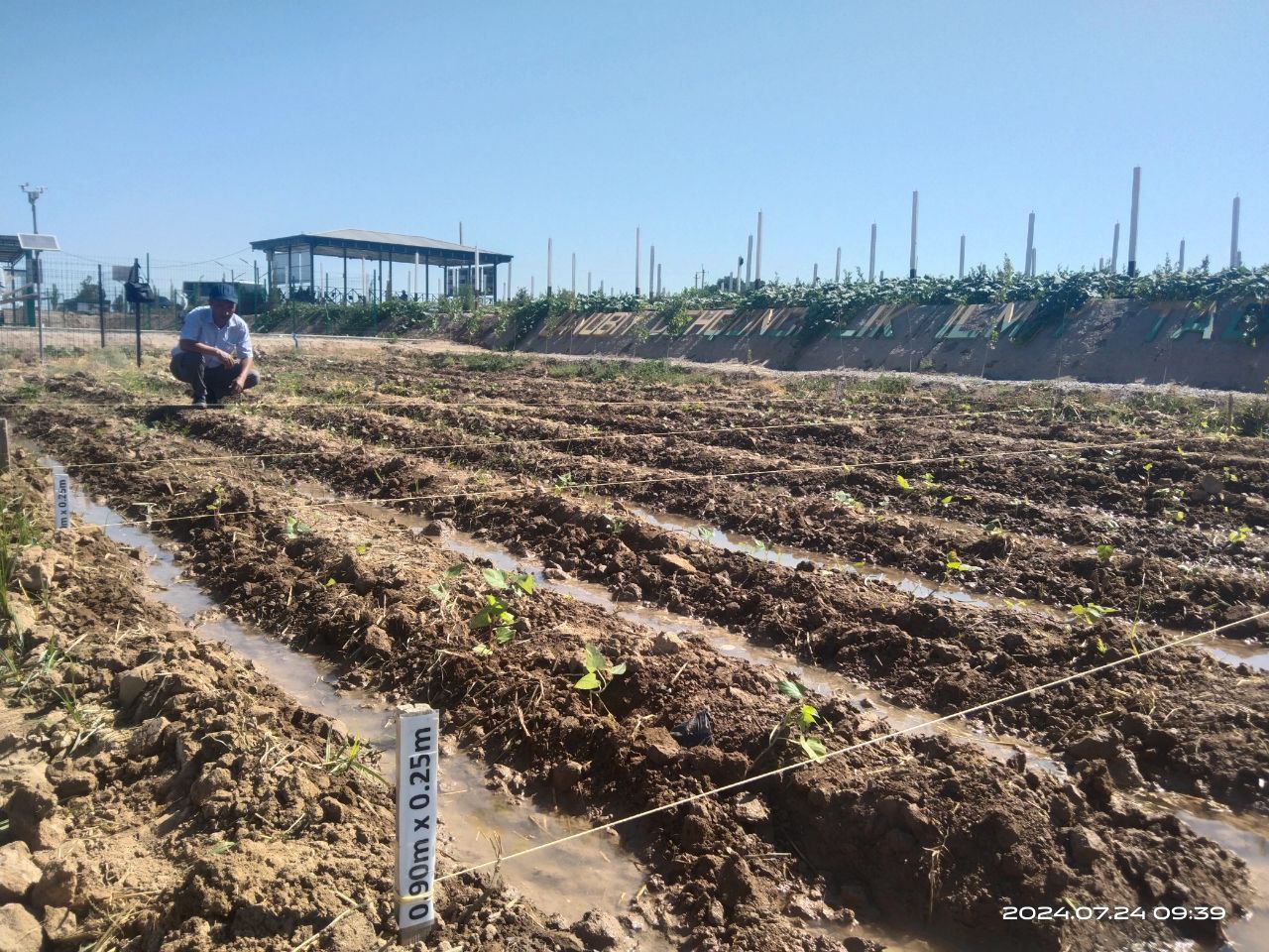 Sweet potato varieties brought from the International Potato Center were planted in the experimental field of the JDITI Laboratory of Soil Science and Agrochemistry