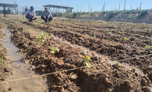 JDITI Tuproqshunoslik va agrokimyo laboratoriyasi tajriba dalasida Xalqaro kartoshkachilik markazi (CIP)dan keltirilgan shirin kartoshka navlari ekildi.