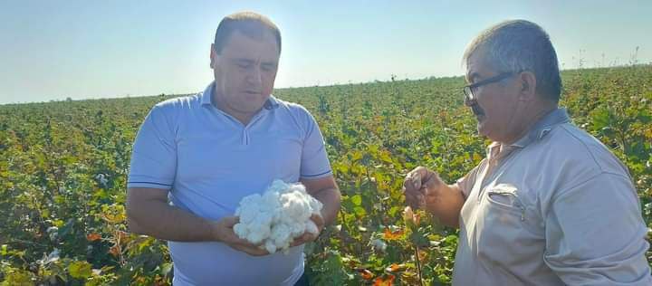 Qashqadaryo ilmiy tajriba stansiyasi olimlari hamkorligida g’o’zaning С-8292 navi xaqida