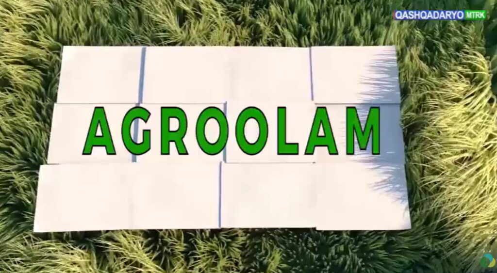 «Qashqadaryo» telekanalining «Agroolam» ko’rsatuvi orqali ilmiy tavsiyalar berildi